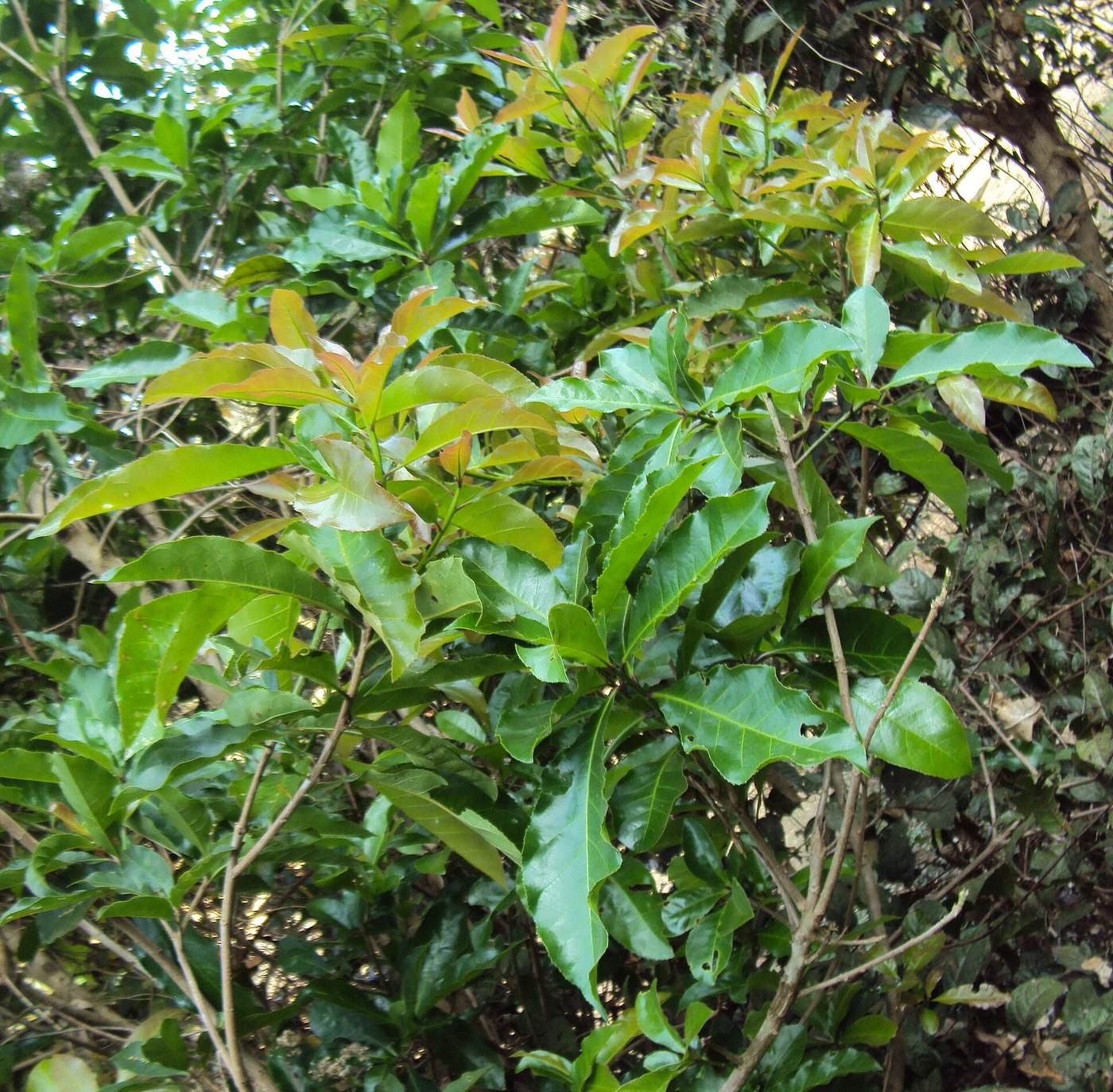 Lộc vừng (Barringtonia acutangula)