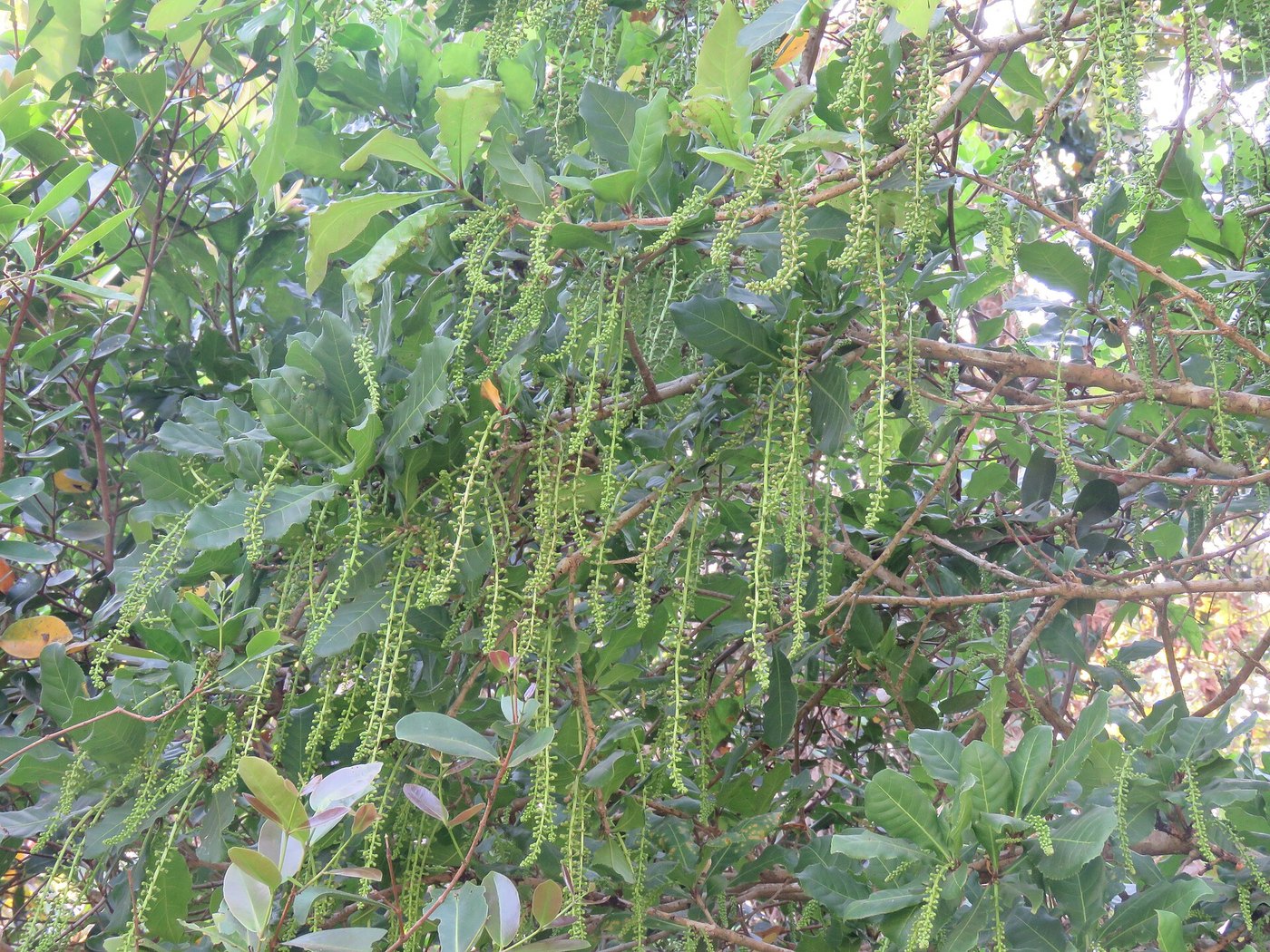 Lộc vừng (Barringtonia acutangula)