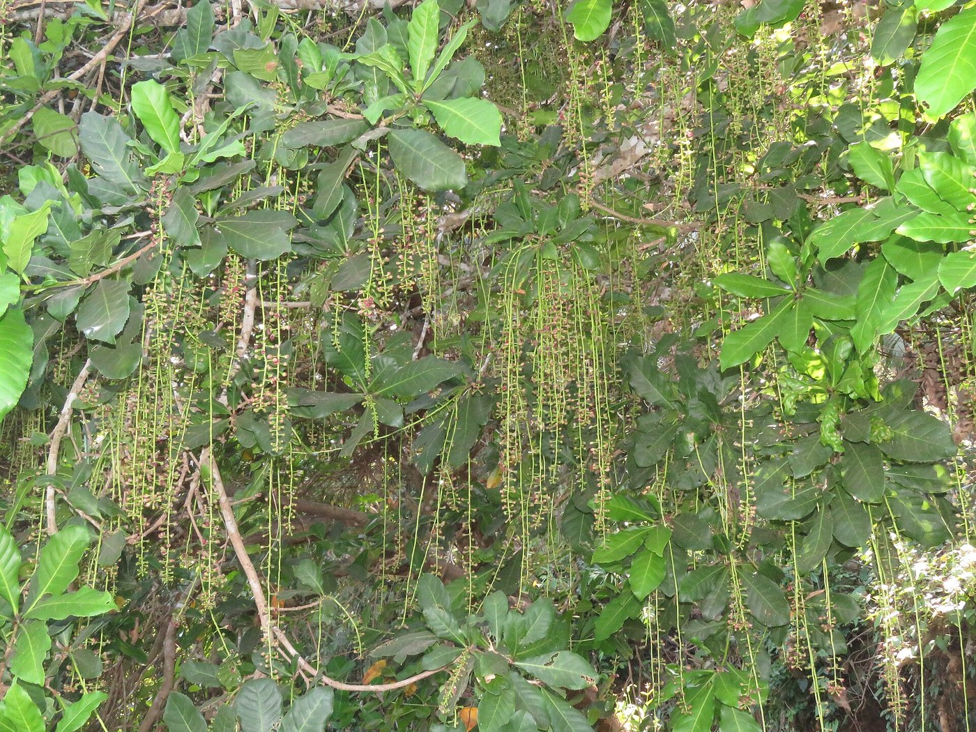 Lộc vừng (Barringtonia acutangula)