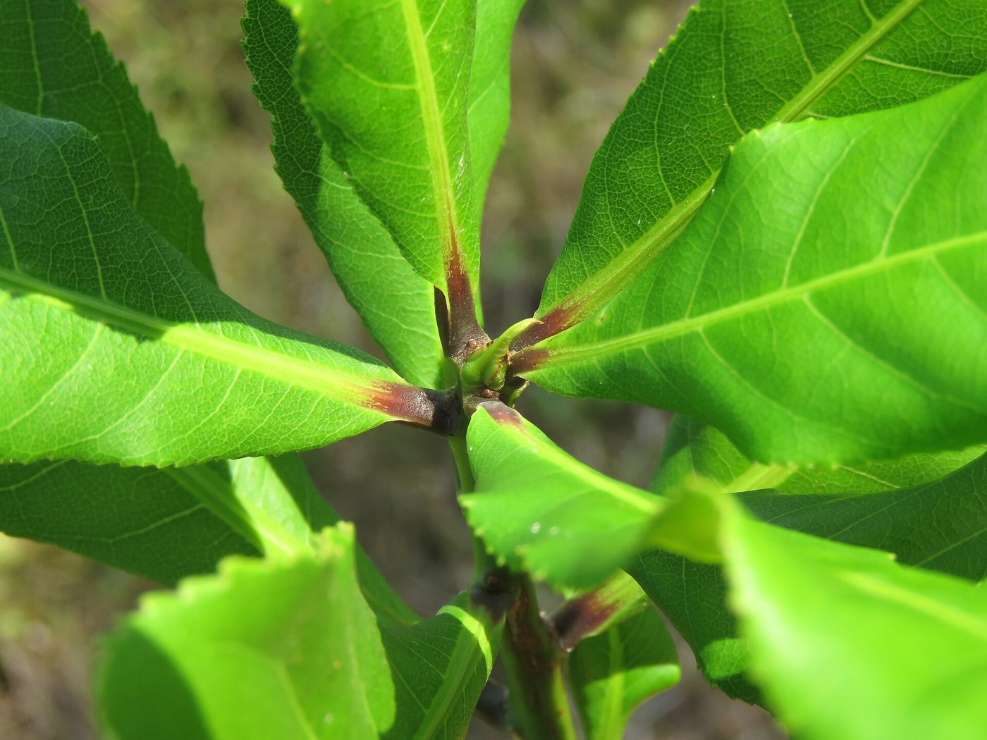Lộc vừng (Barringtonia acutangula)