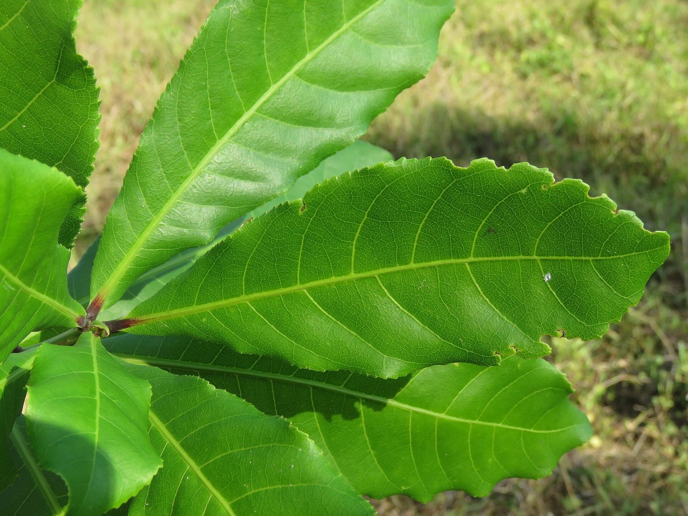 Lộc vừng (Barringtonia acutangula)
