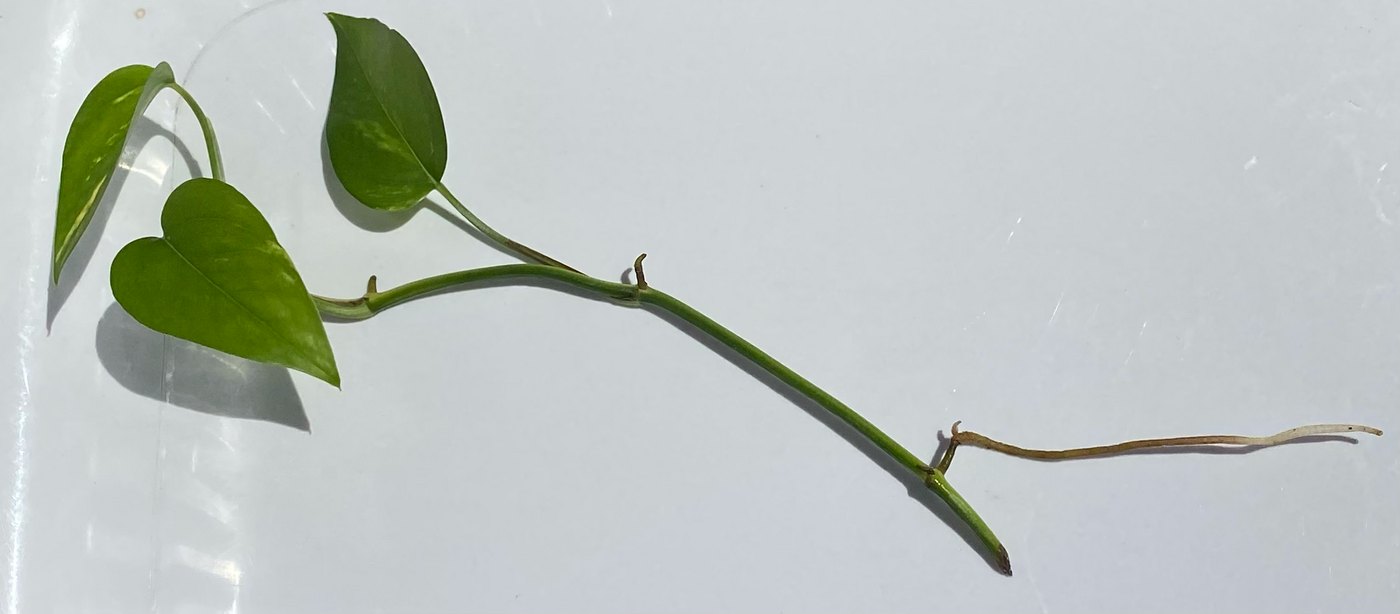 Lan ý và trầu bà — nhóm cây chịu bóng trồng trong nhà