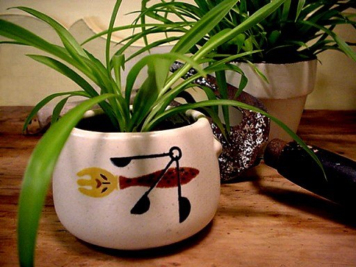 Dây nhện, vạn niên thanh, thiết mộc lan — cây nội thất phổ biến