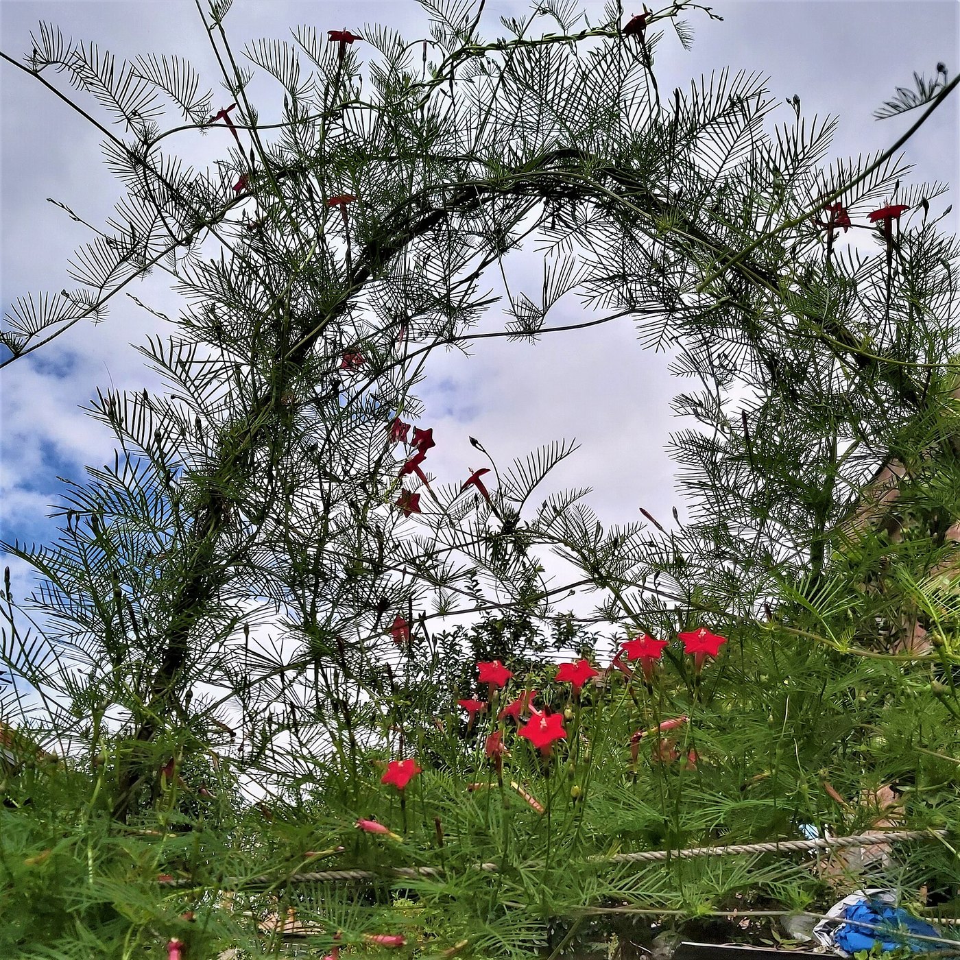 Tóc tiên leo (Ipomoea quamoclit)