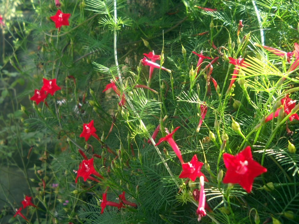 Tóc tiên leo (Ipomoea quamoclit)
