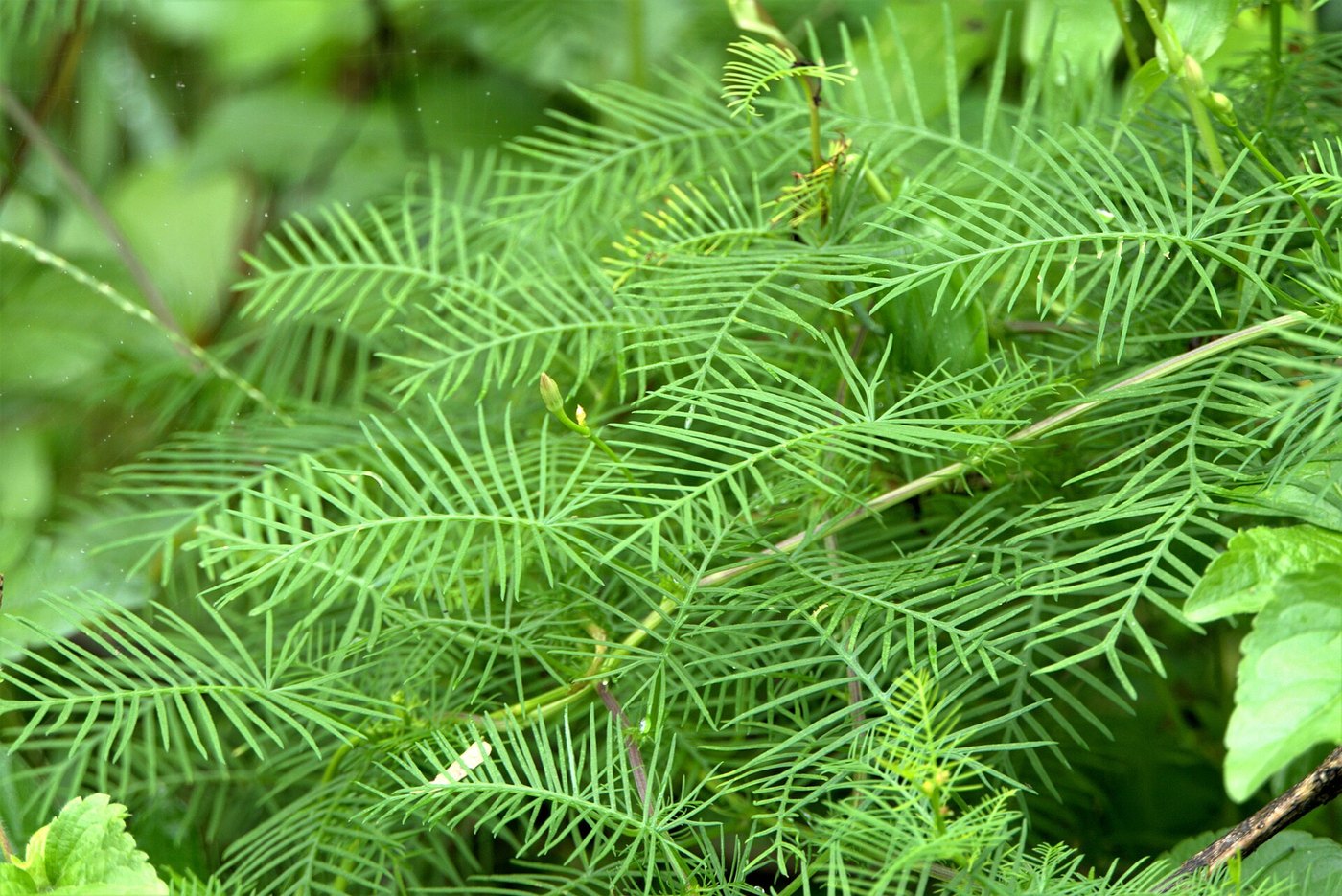 Tóc tiên leo (Ipomoea quamoclit)