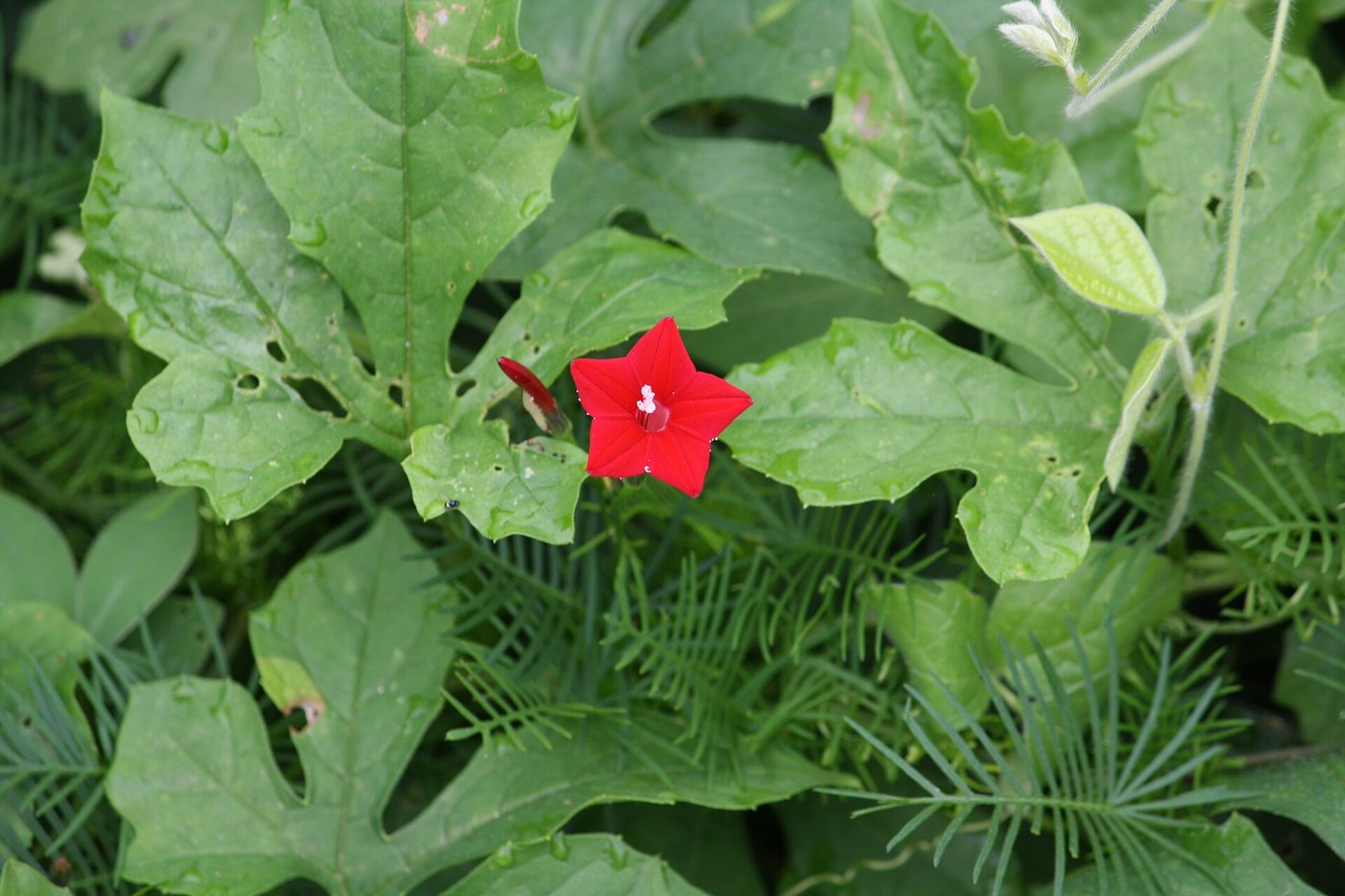 Tóc tiên leo (Ipomoea quamoclit)