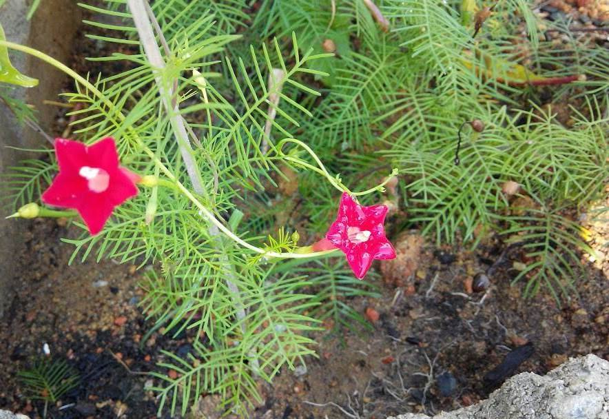 Tóc tiên leo (Ipomoea quamoclit)