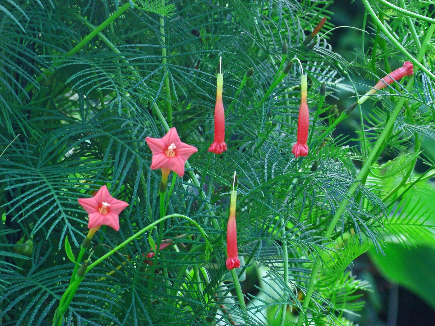 Tóc tiên leo (Ipomoea quamoclit)