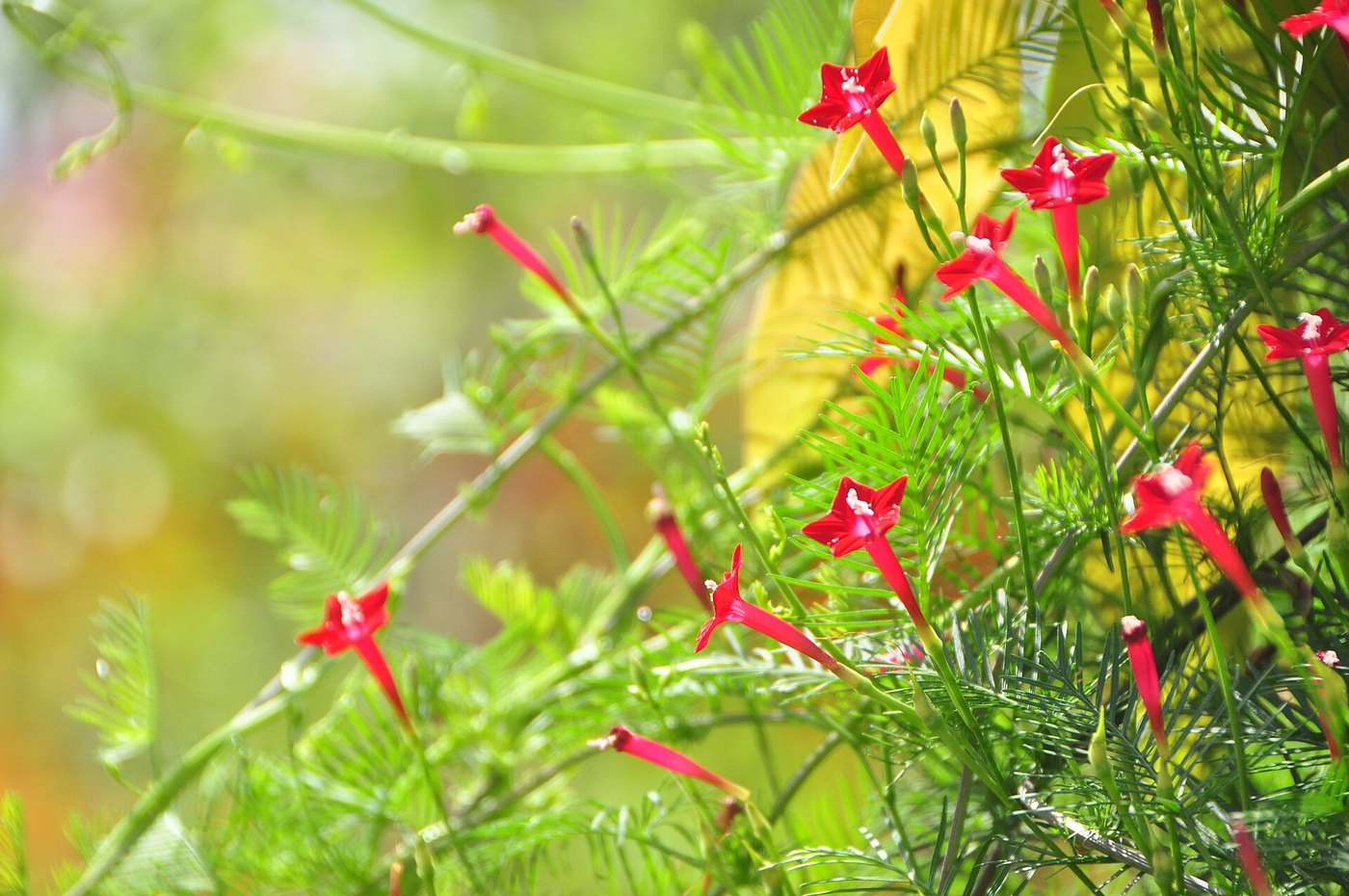 Tóc tiên leo (Ipomoea quamoclit)