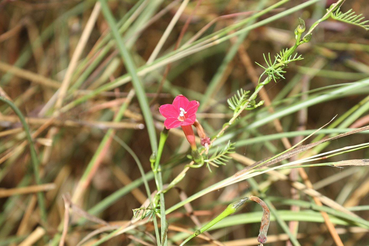 Tóc tiên leo (Ipomoea quamoclit)