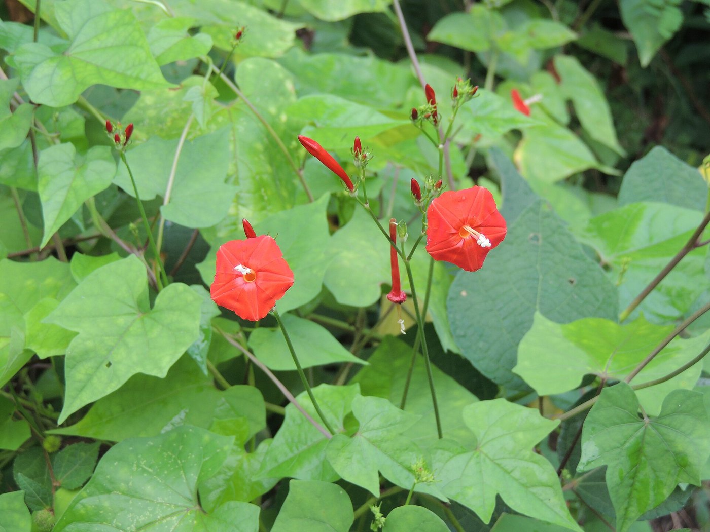 Tóc tiên leo (Ipomoea quamoclit)