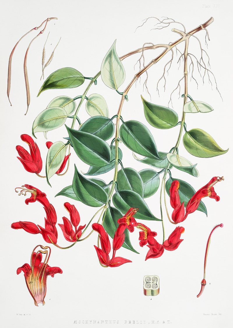 Má đào lá bắc