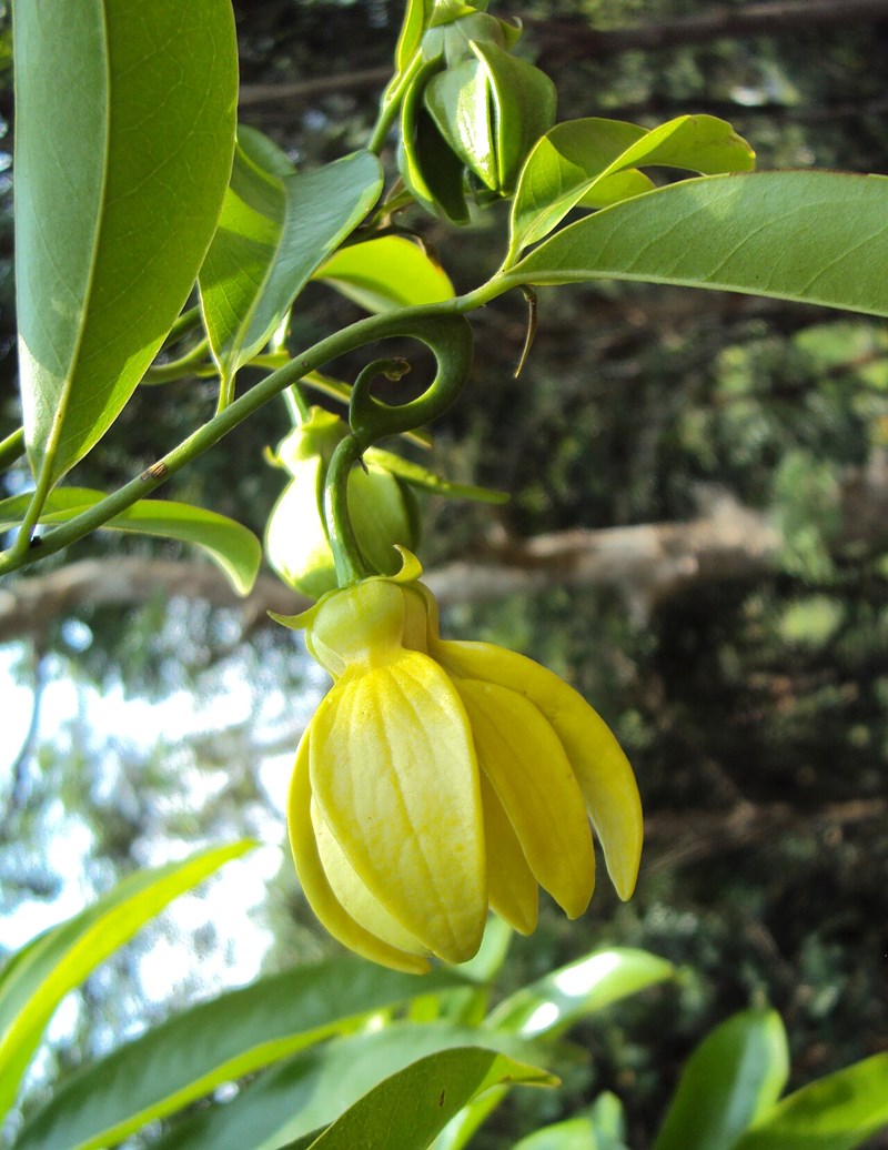 Dây móng rồng