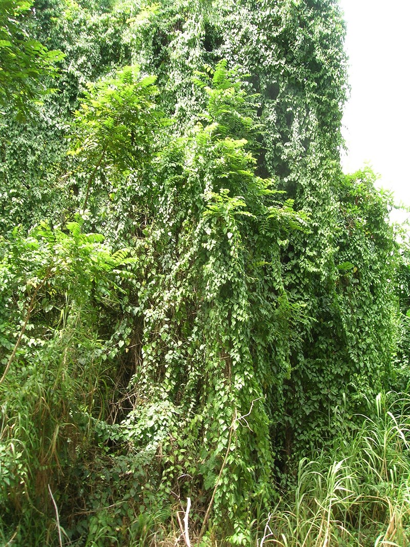 Liêm hồ đằng