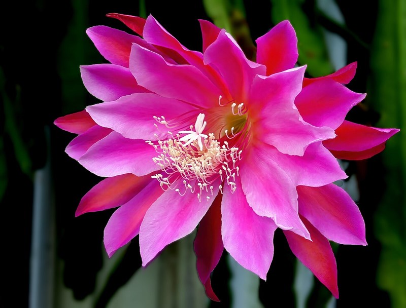 Nhật quỳnh