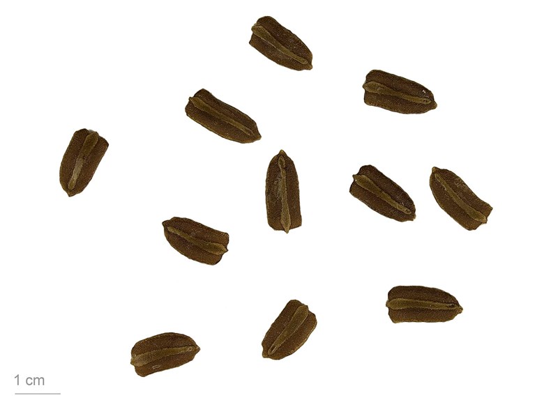 Bầu hồ lô
