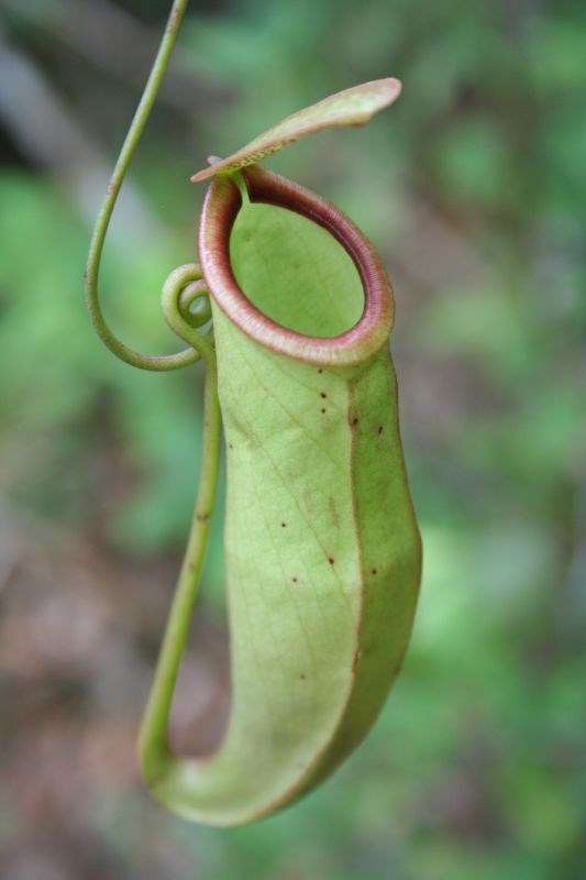 Nắp ấm