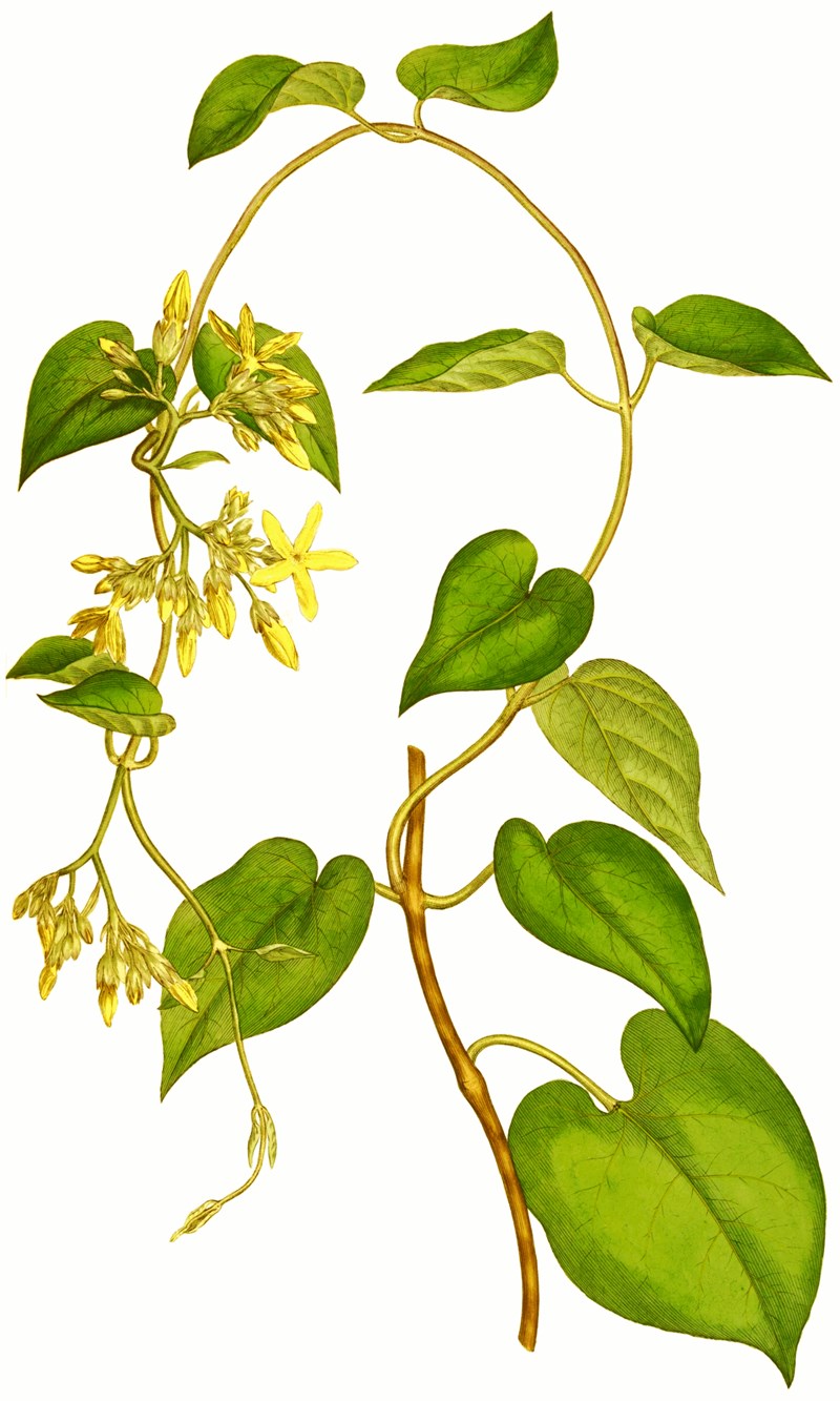Thiên lý