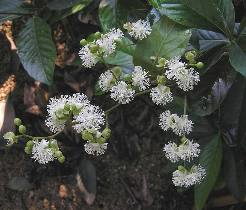 Dây chiều không lông