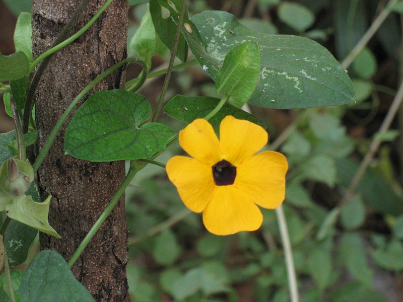 Cát đằng cánh