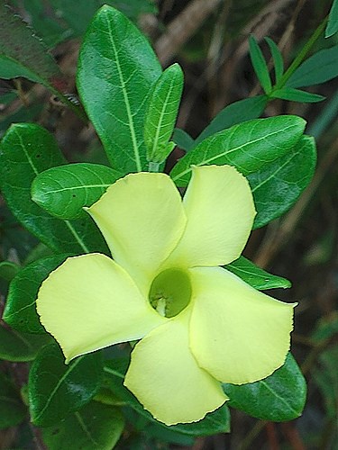 Huỳnh dệ