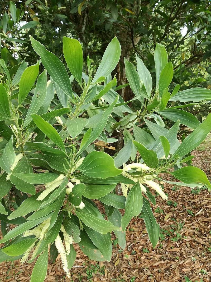 Keo tai tượng