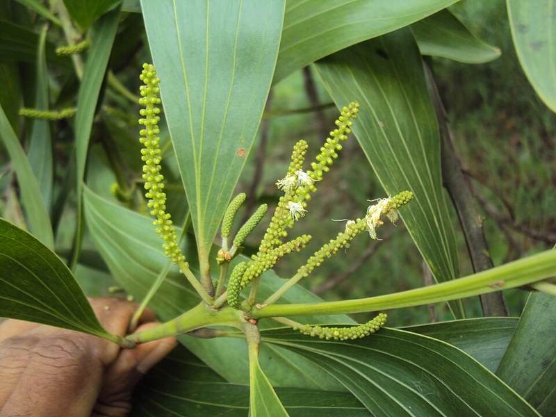 Keo tai tượng