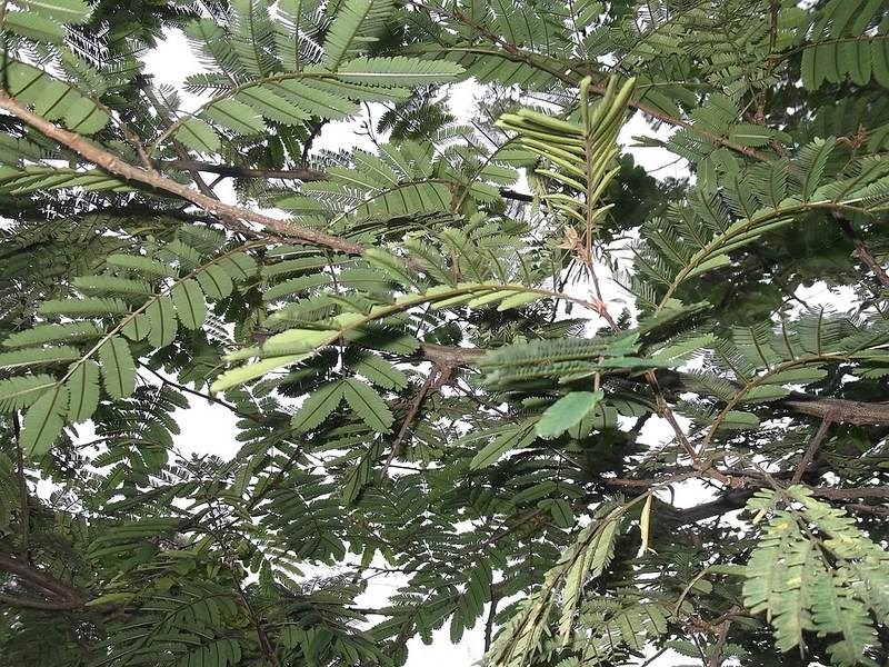 Keo dậu