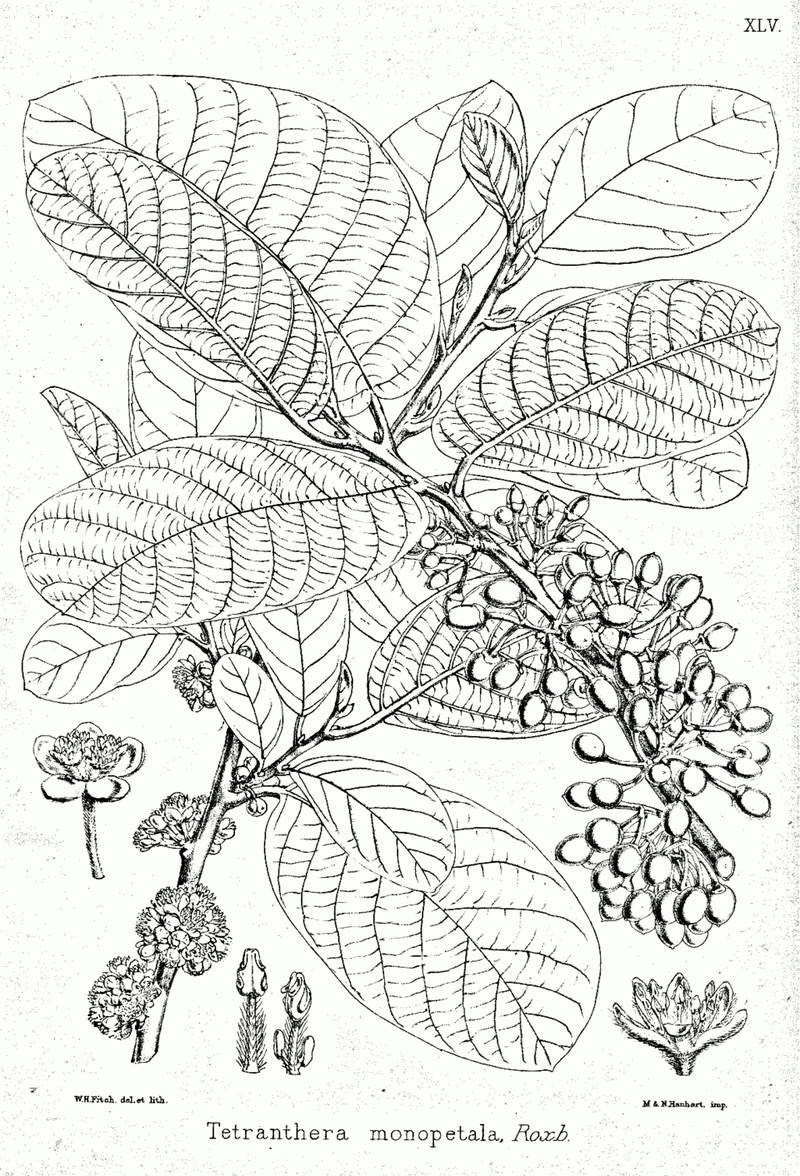 Bời lời đỏ