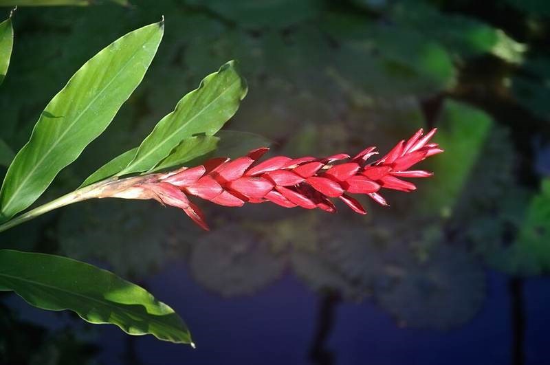 Hạnh phúc, riềng đỏ
