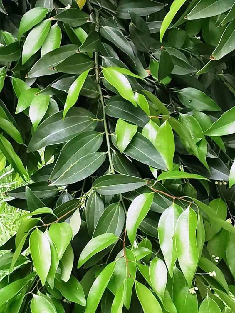 Quế rành