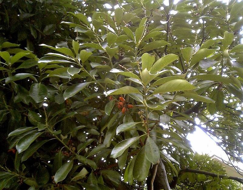 Sồi đá
