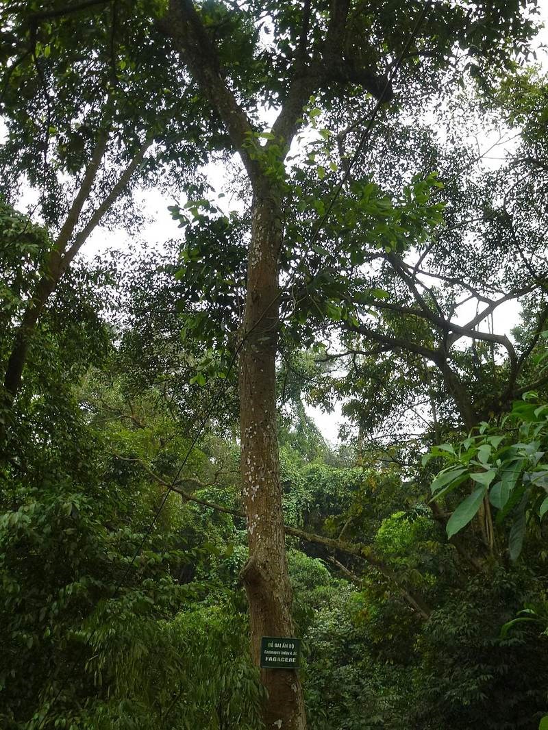 Dẻ cau