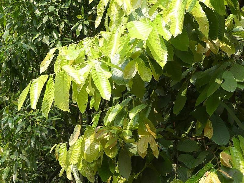 Dẻ cau