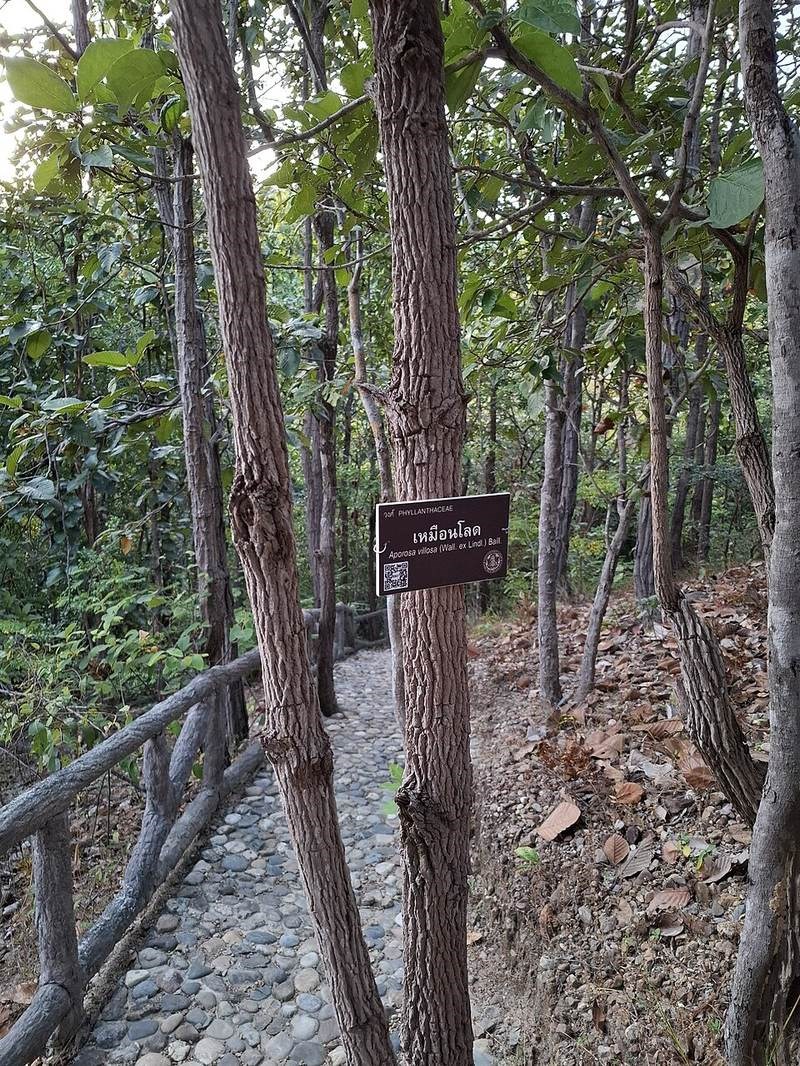 Thẩu tấu lông