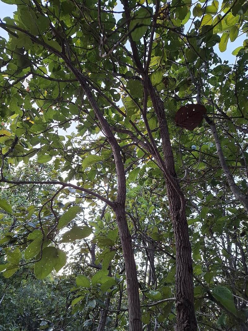 Thẩu tấu lông