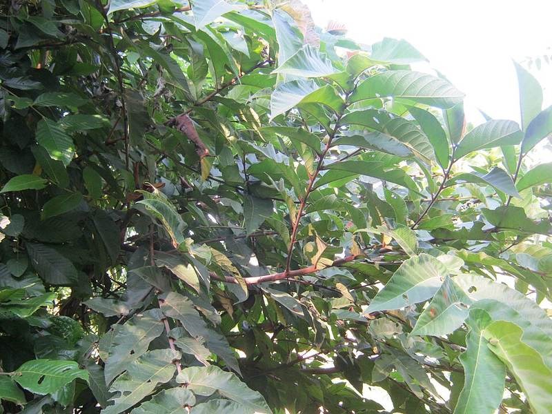 Đa lá lệch