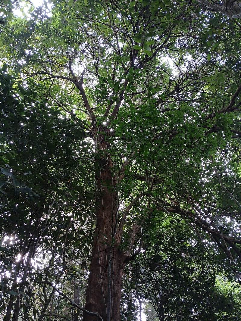 Nhãn rừng