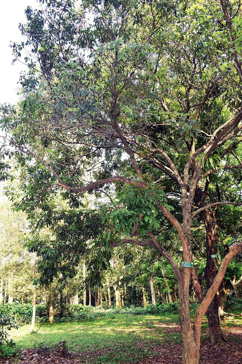 Nhãn rừng
