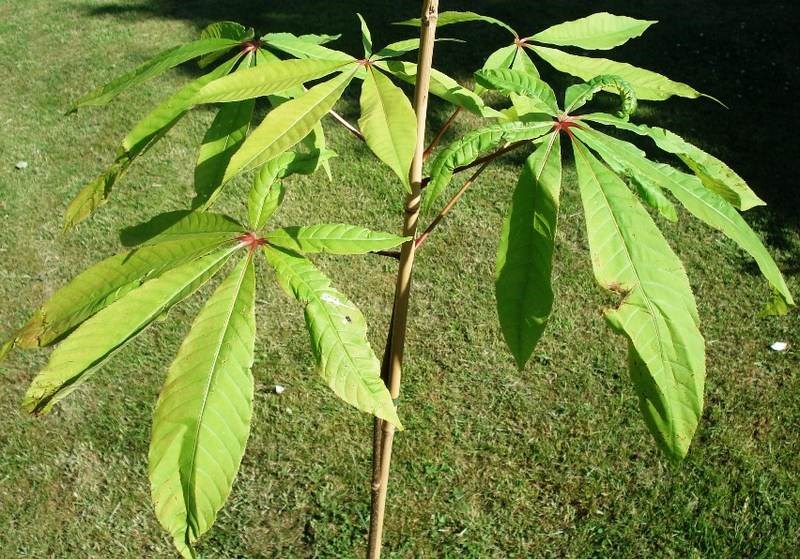 Trường kẹn
