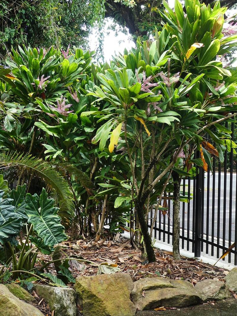 Huyết dụ đỏ, huyết huệ