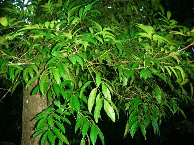 Gội nếp