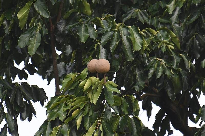 Xà cừ lá to