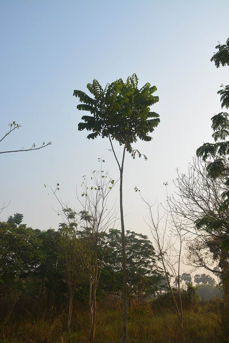 Xà cừ lá to