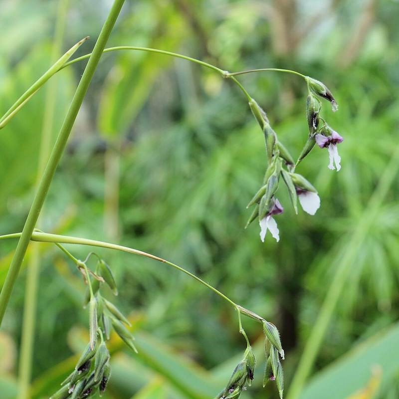 hồng hạc | cần câu