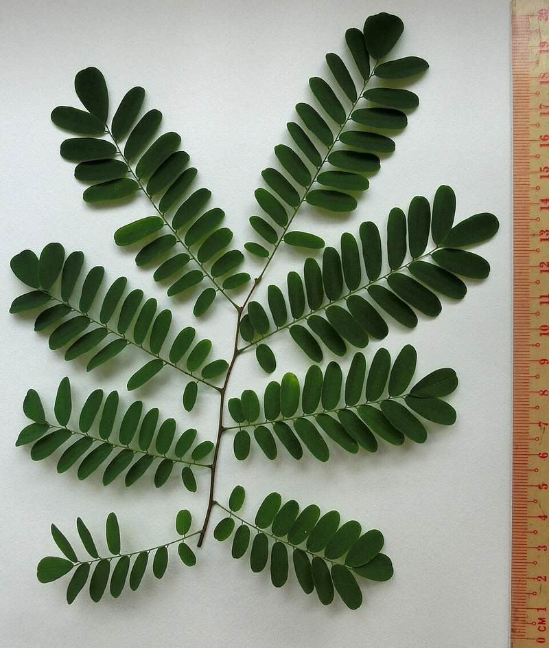 Cẩm lai Bà Rịa