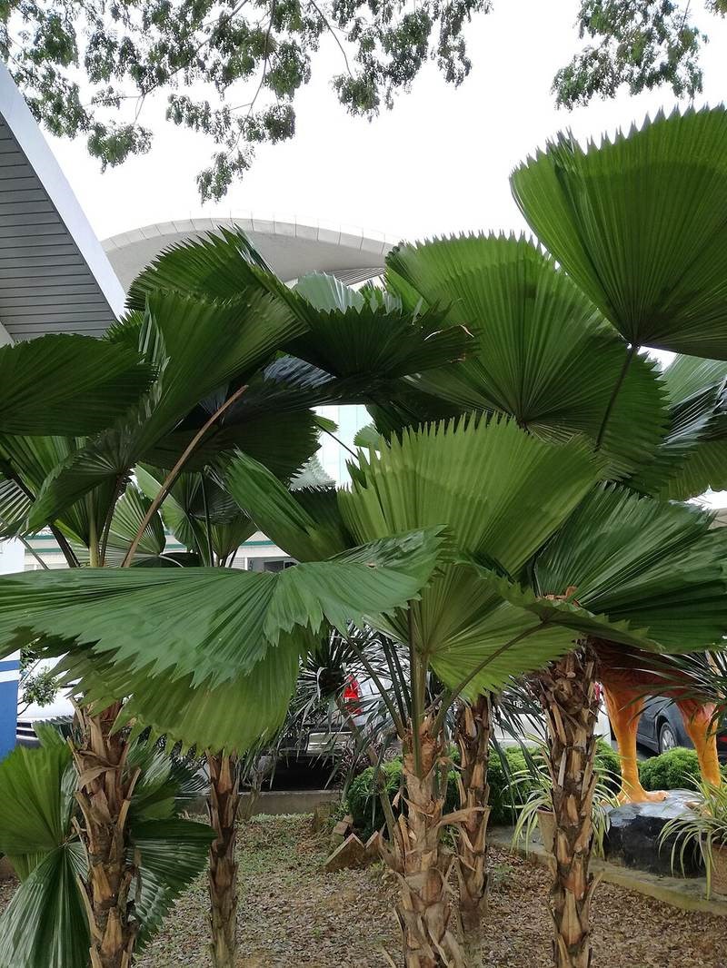 kè nhật