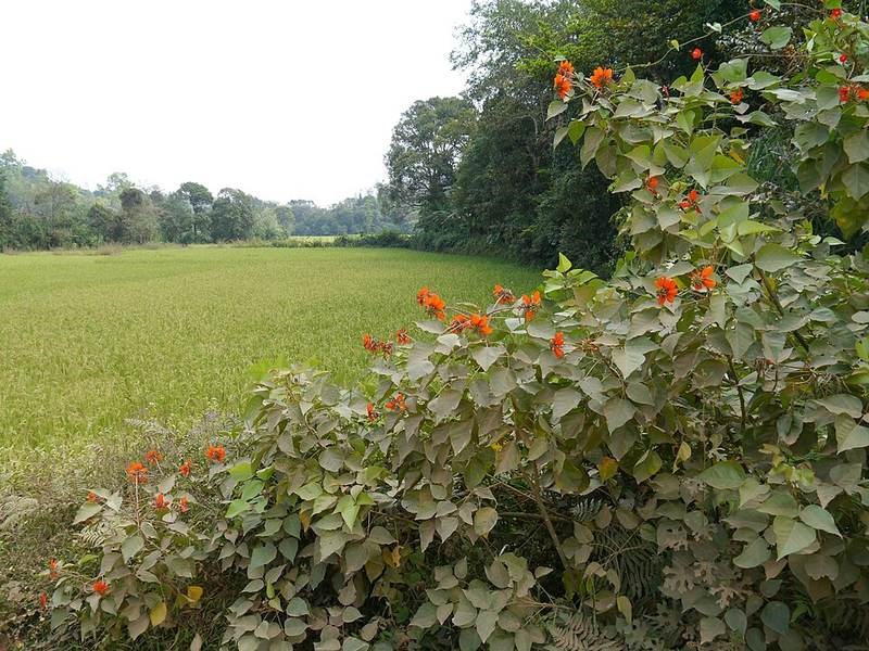 Vông vang