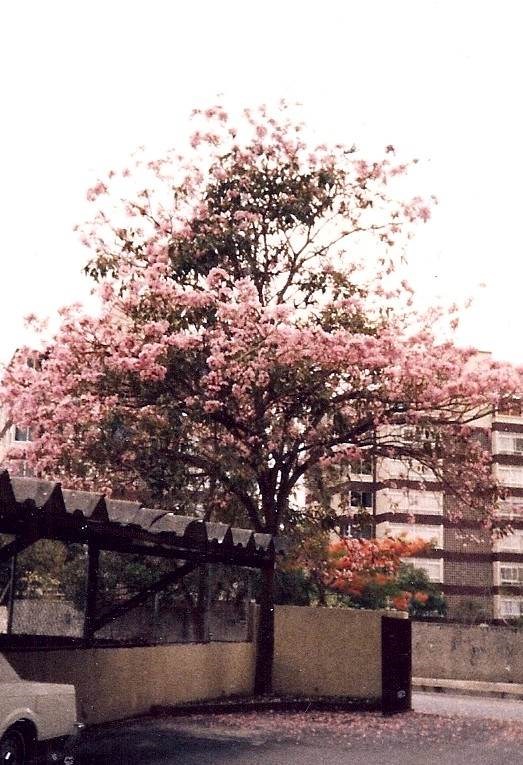 Kèn Hồng
